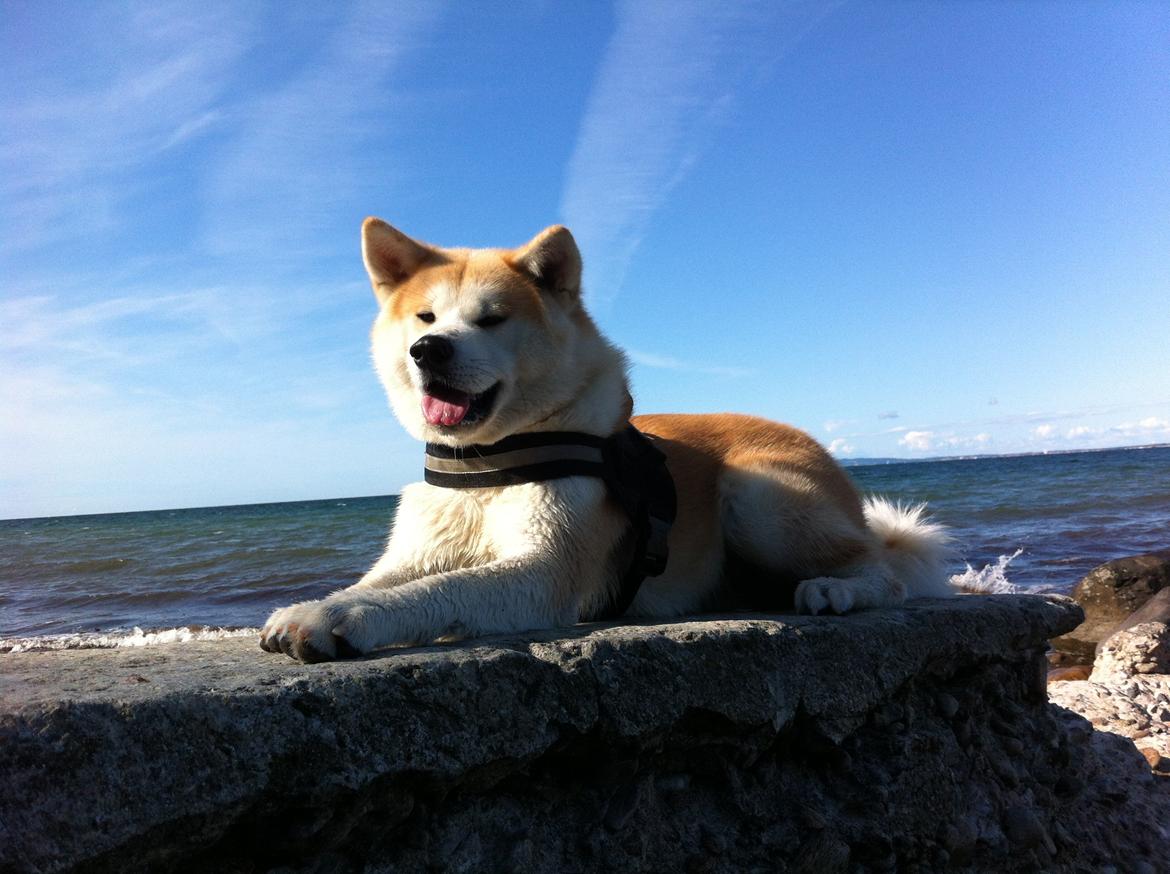 Akita inu Akio billede 7