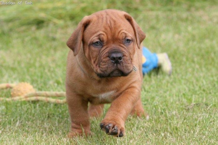 Dogue de bordeaux Shadow of oak Highlander Finni / Loui billede 1