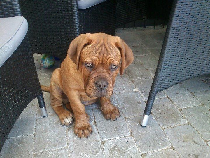 Dogue de bordeaux Shadow of oak Highlander Finni / Loui billede 2