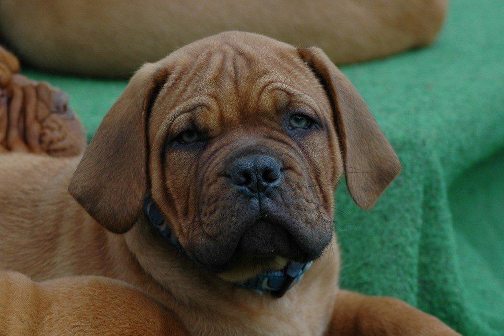 Dogue de bordeaux Shadow of oak Highlander Finni / Loui billede 3