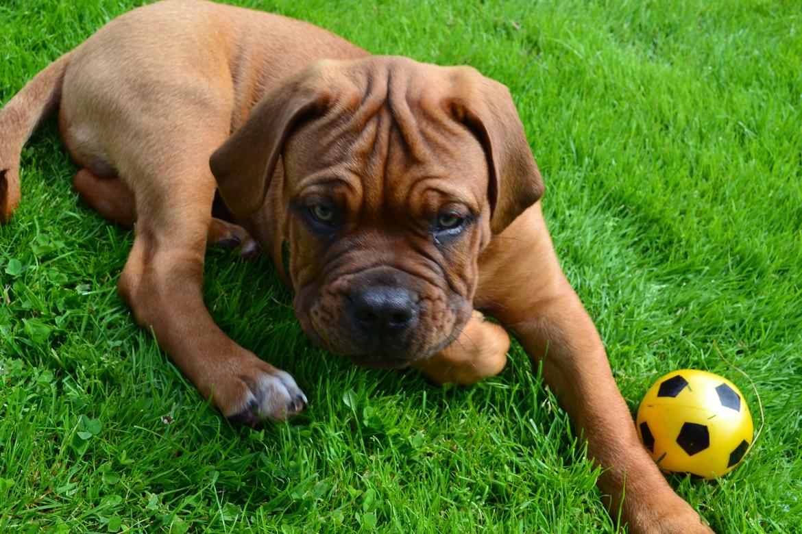 Dogue de bordeaux Shadow of oak Highlander Finni / Loui billede 4