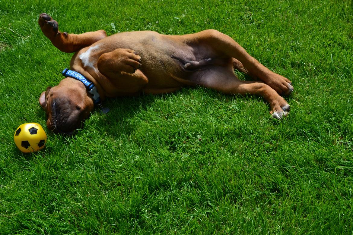 Dogue de bordeaux Shadow of oak Highlander Finni / Loui billede 5