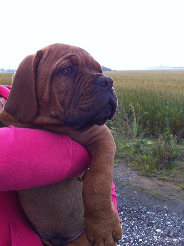 Dogue de bordeaux Shadow of oak Highlander Finni / Loui - På vej hjem med min dejlige basse :o) billede 6