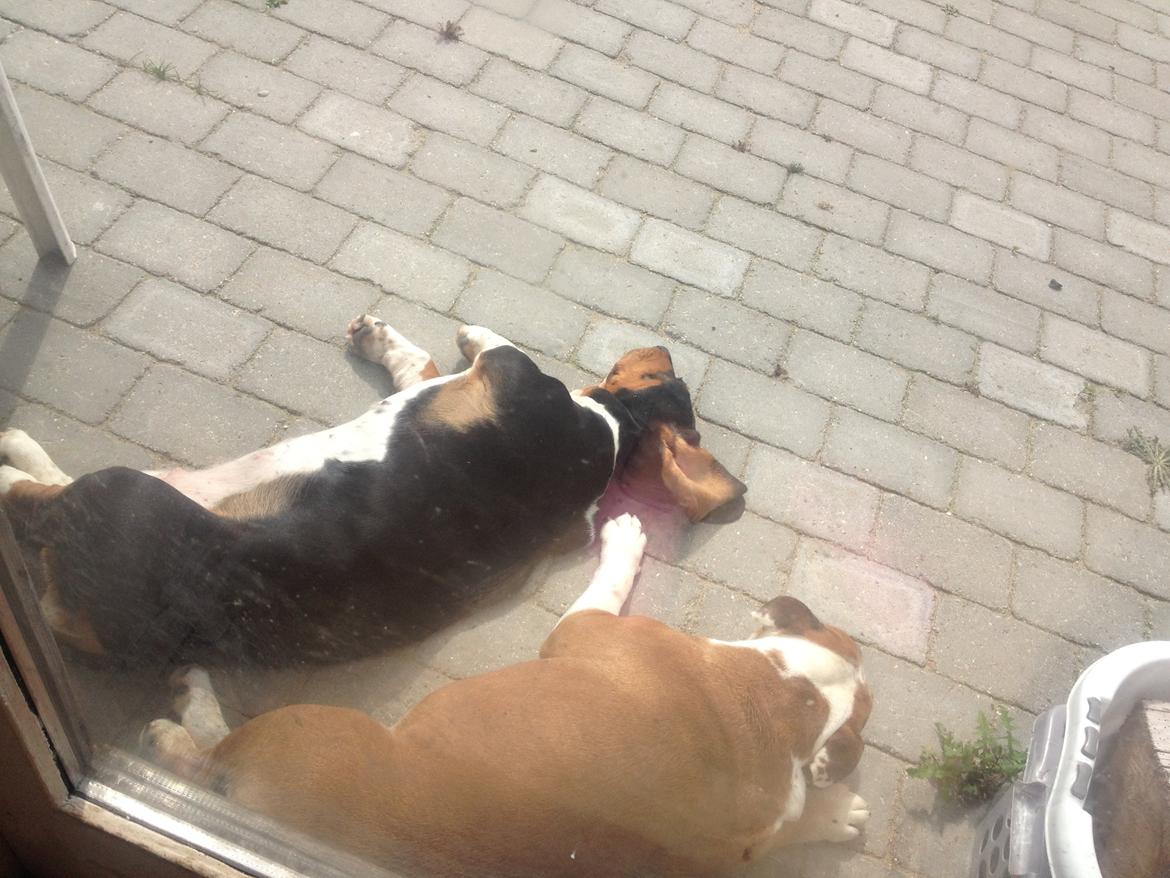 Basset hound Finessa billede 1