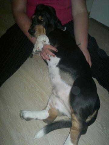 Basset hound Finessa billede 2