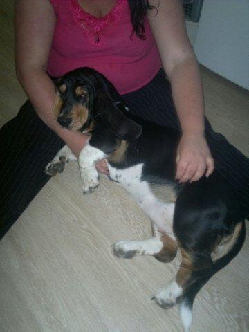 Basset hound Finessa billede 3