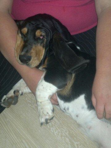 Basset hound Finessa billede 4