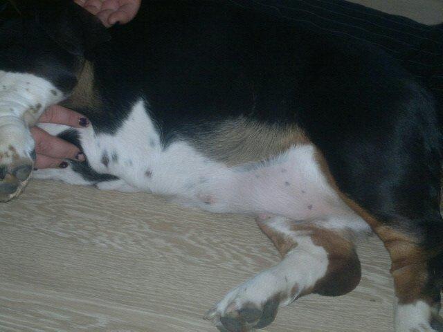 Basset hound Finessa billede 5