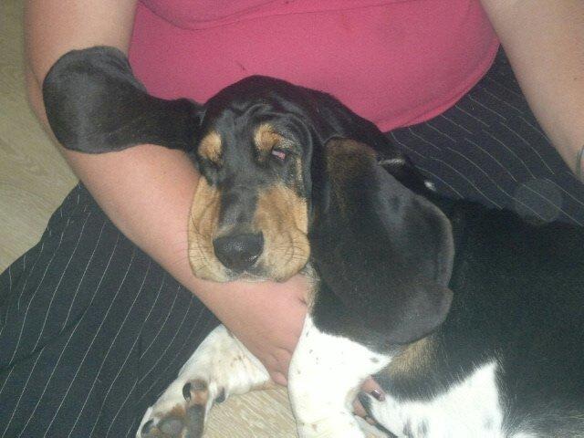 Basset hound Finessa billede 6