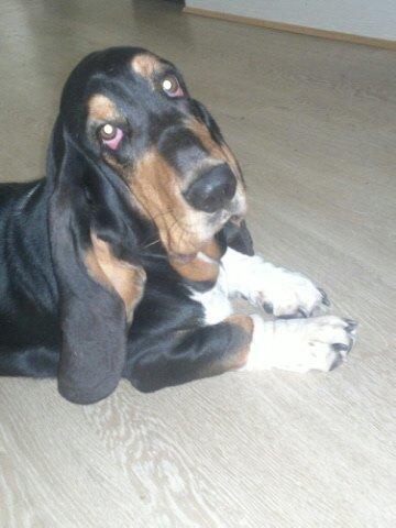 Basset hound Finessa billede 7