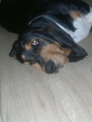 Basset hound Finessa billede 8