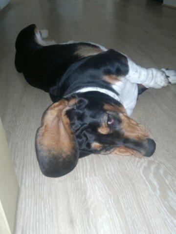 Basset hound Finessa billede 9