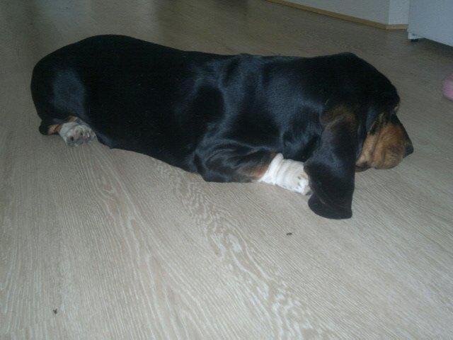 Basset hound Finessa billede 10