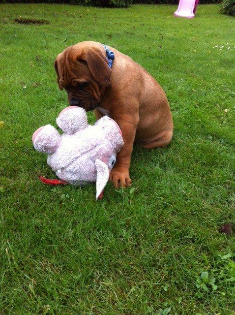 Dogue de bordeaux Shadow of oak Highlander Finni / Loui billede 9