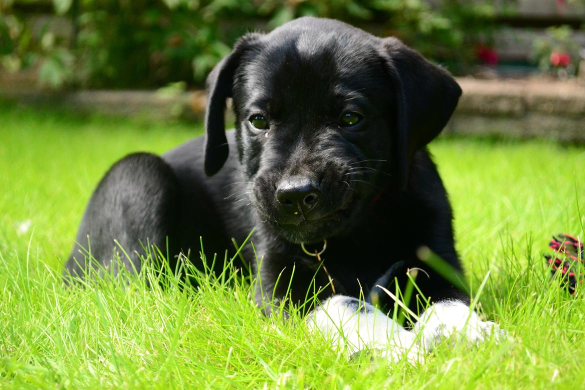 Blanding af racer Djudju billede 1