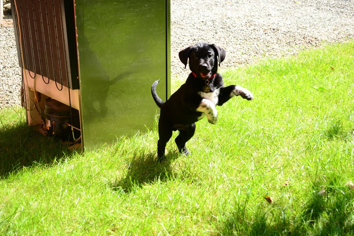 Blanding af racer Djudju billede 2