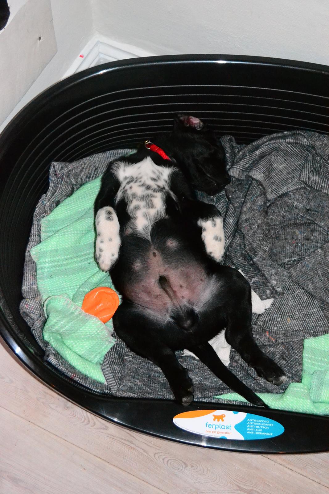 Blanding af racer Djudju billede 3