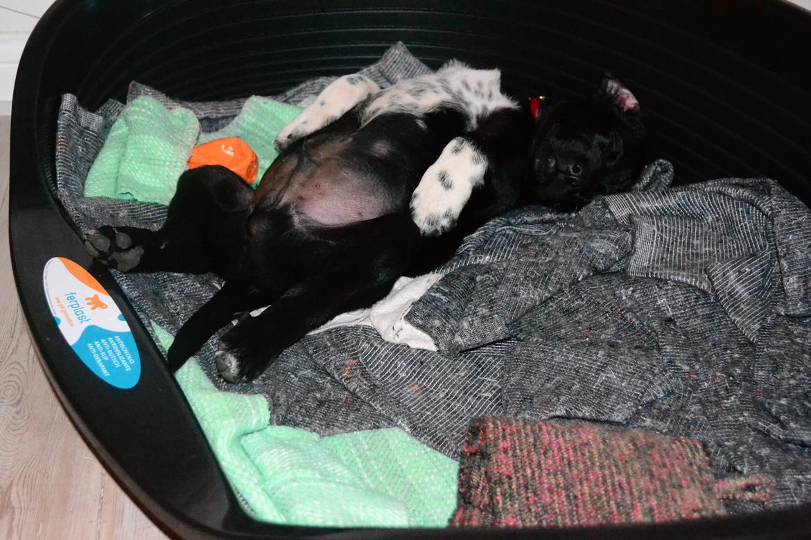 Blanding af racer Djudju billede 4