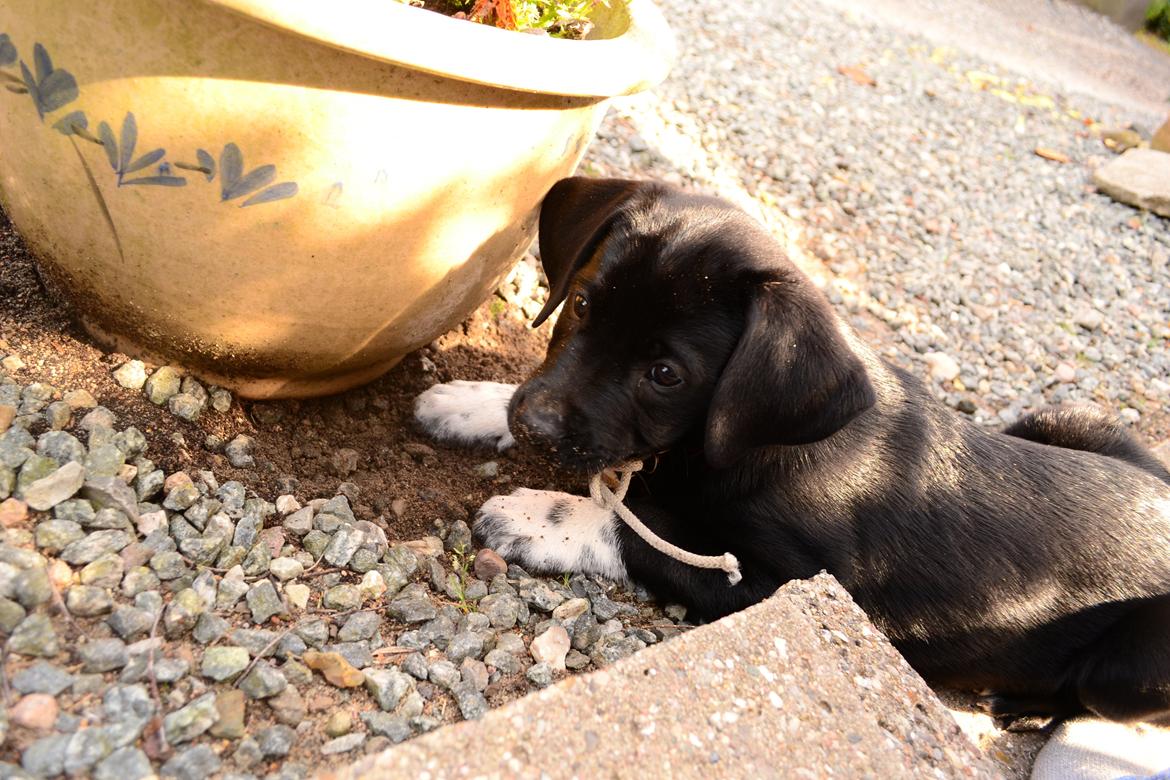 Blanding af racer Djudju billede 5