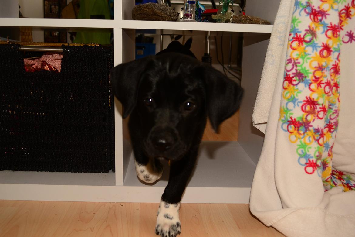 Blanding af racer Djudju billede 6