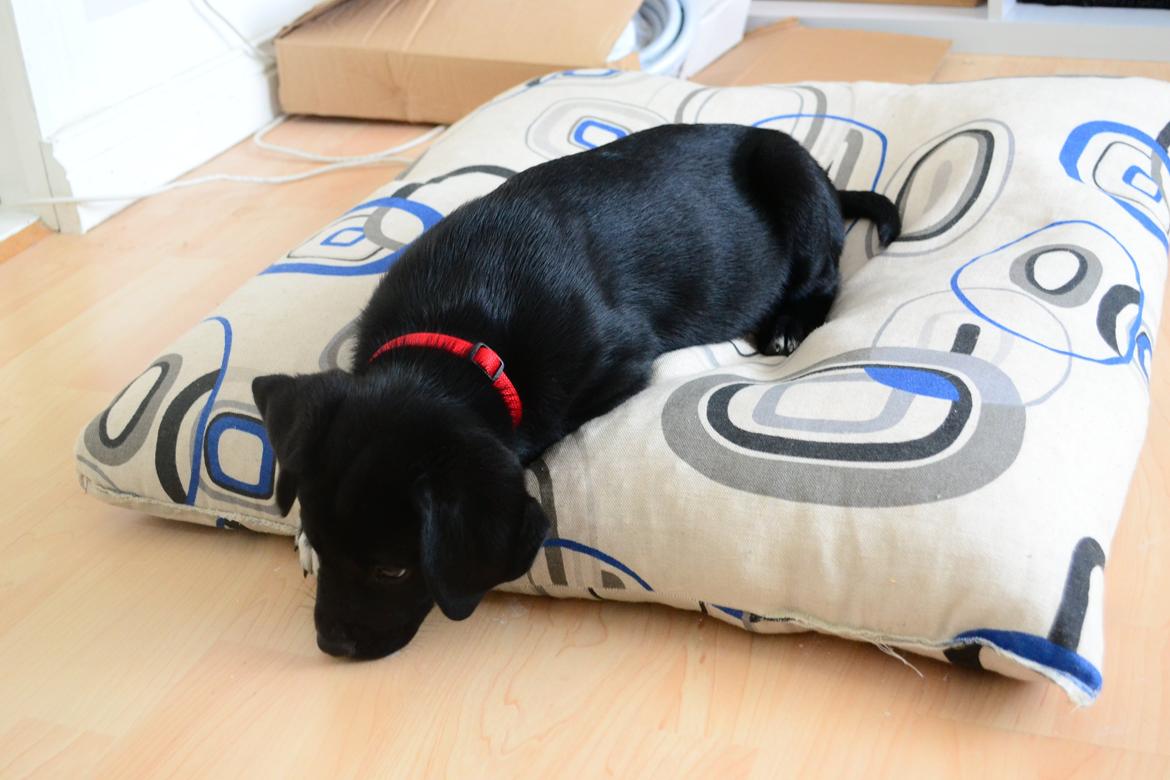 Blanding af racer Djudju billede 7