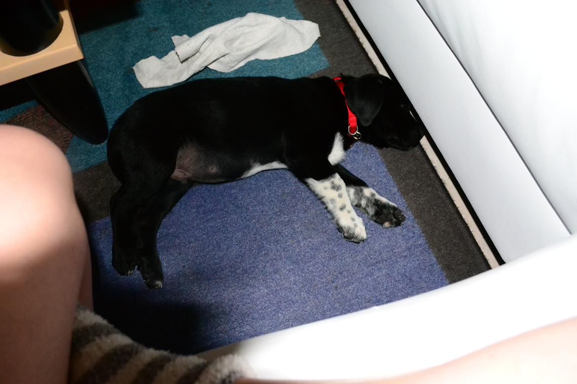 Blanding af racer Djudju billede 8