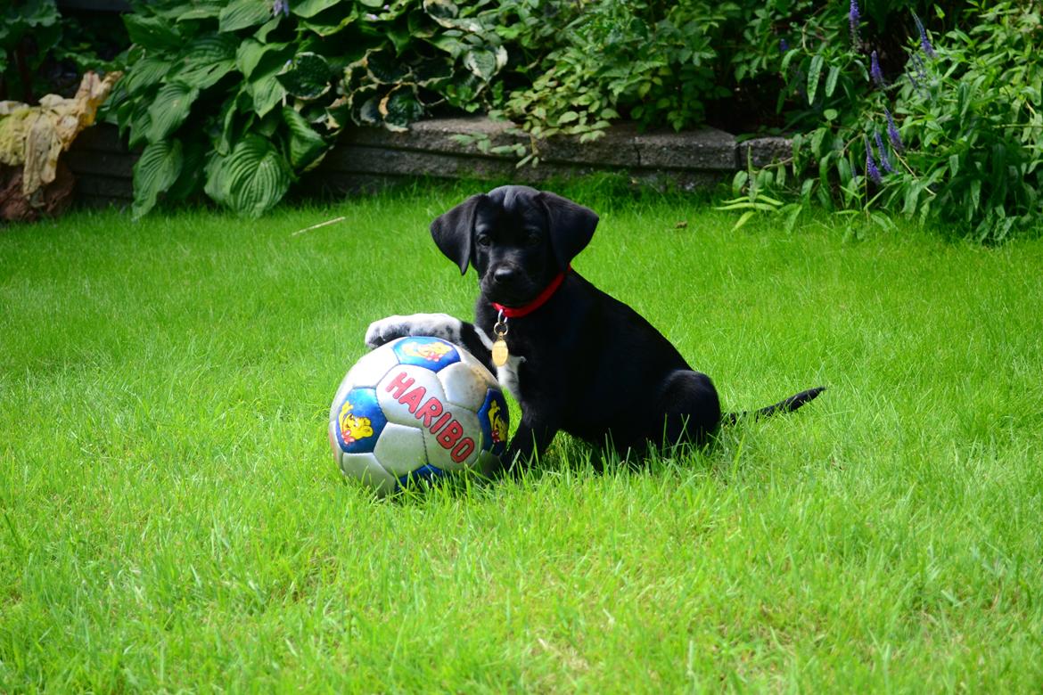 Blanding af racer Djudju billede 11