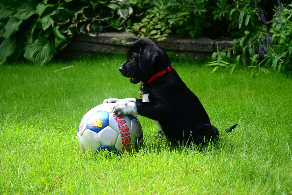 Blanding af racer Djudju billede 12