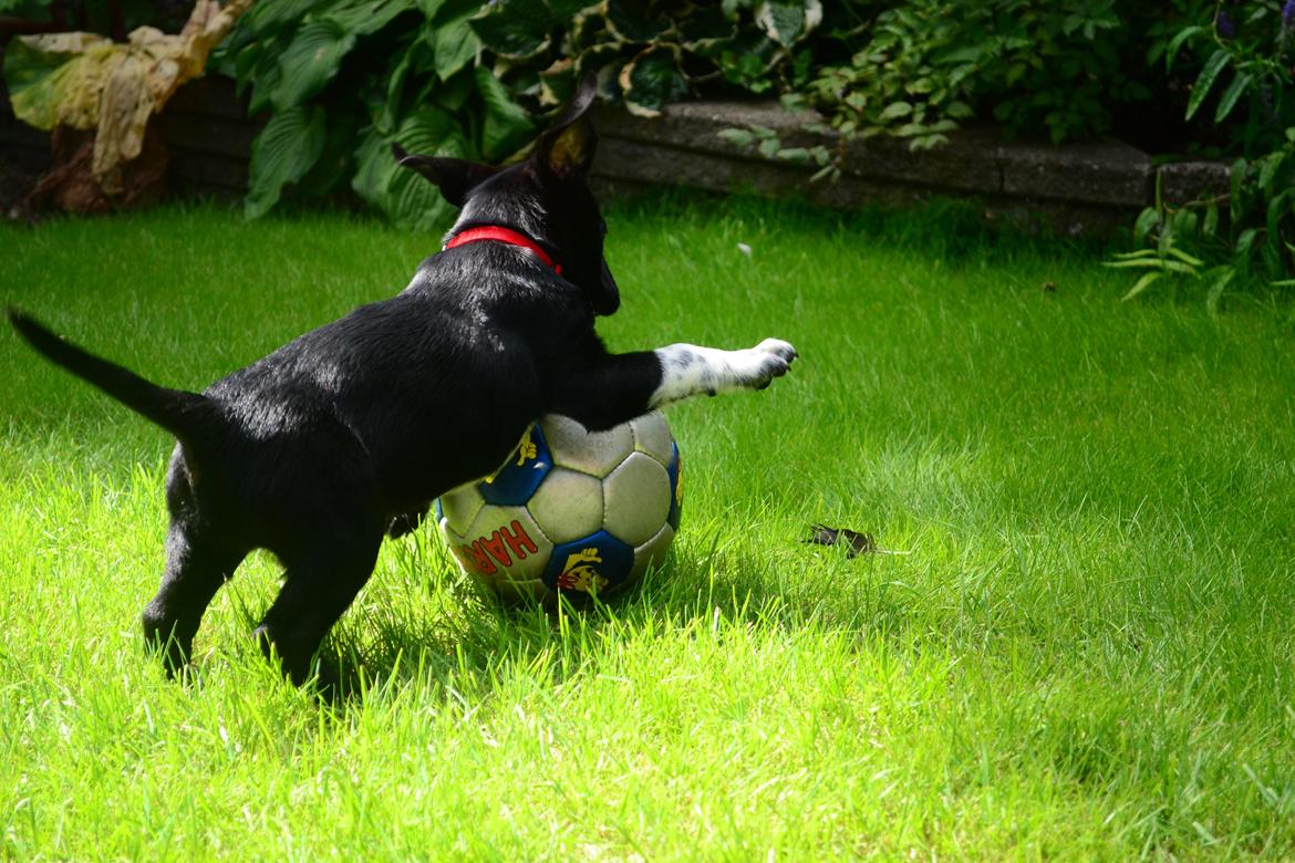 Blanding af racer Djudju billede 13