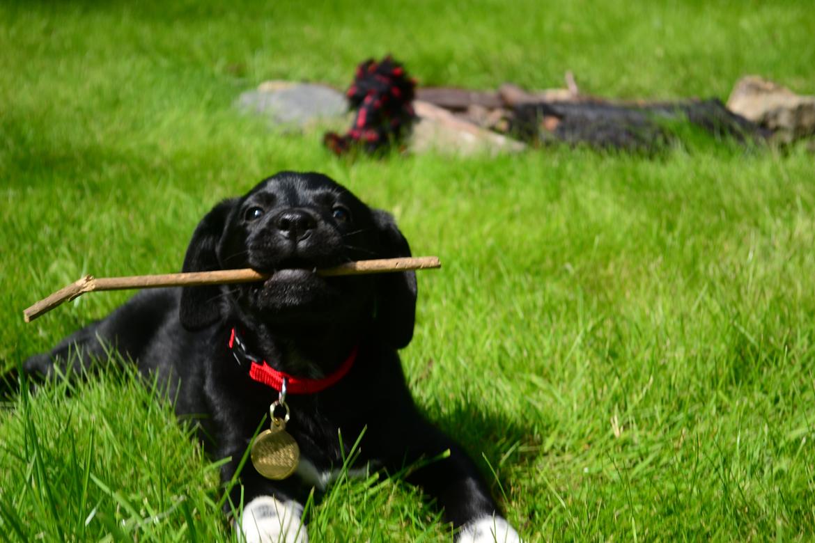 Blanding af racer Djudju billede 14