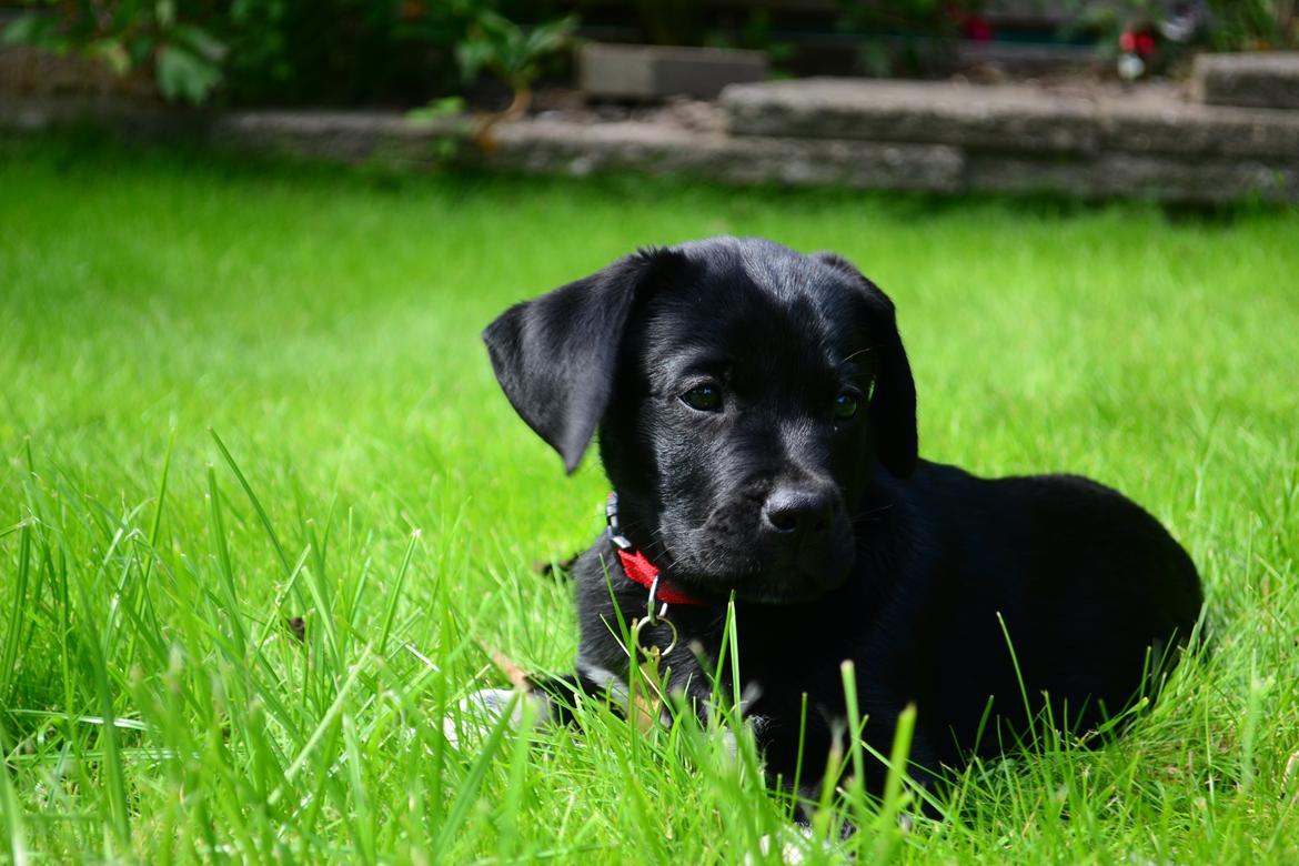 Blanding af racer Djudju billede 15