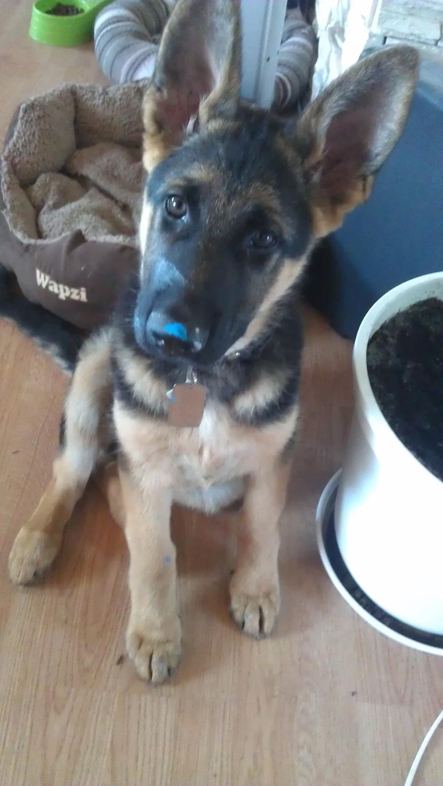 Schæferhund Elverhøj Karouso (Joey) - joey der lege med maling billede 13