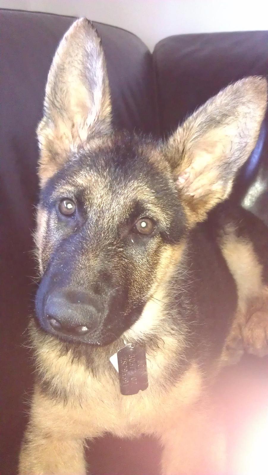 Schæferhund Elverhøj Karouso (Joey) billede 14