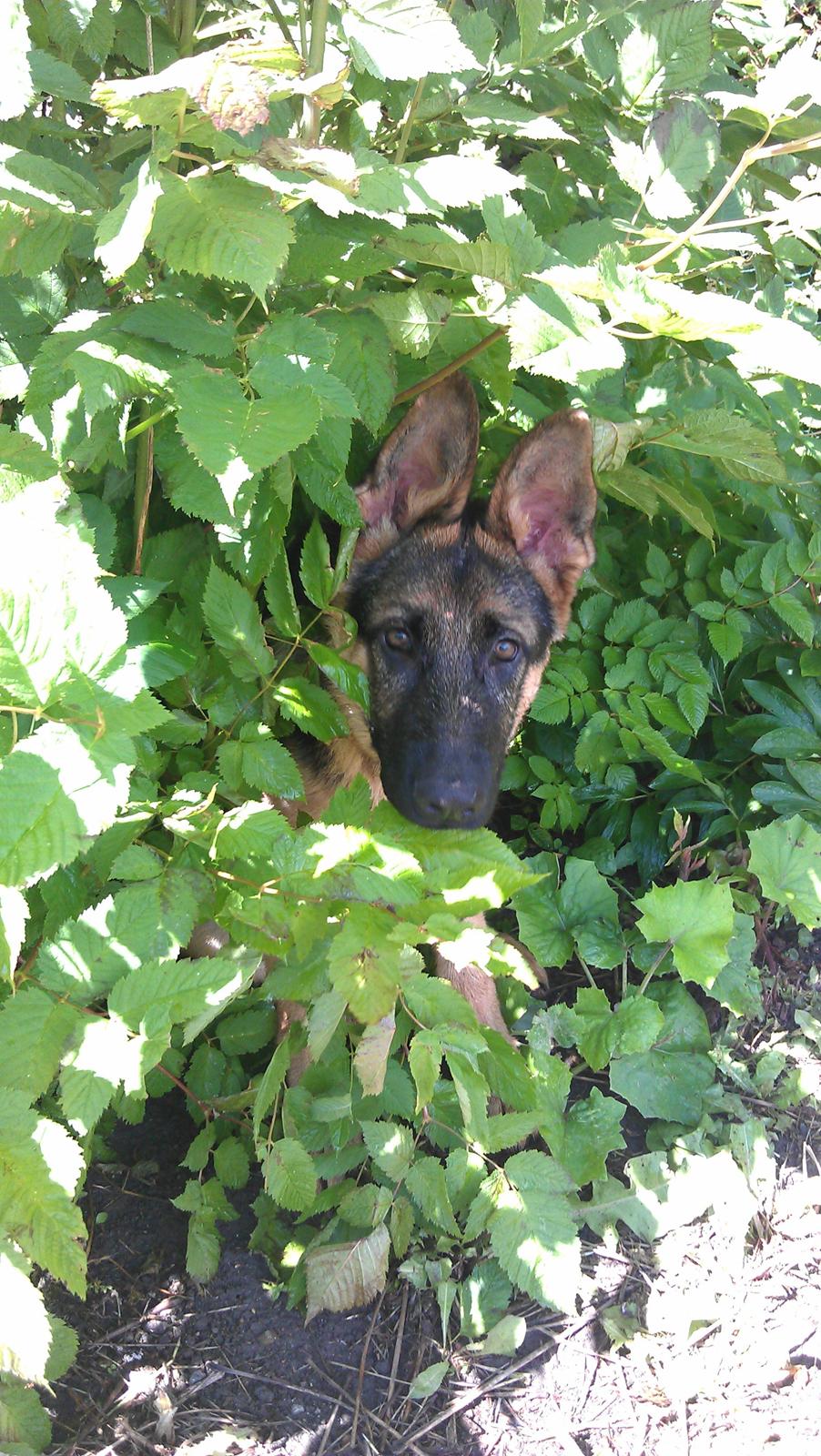 Schæferhund Elverhøj Karouso (Joey) - i kan ikke se mig billede 15