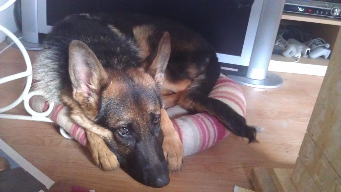 Schæferhund Elverhøj Karouso (Joey) - jeg kan godt være i denne hundekuve billede 16