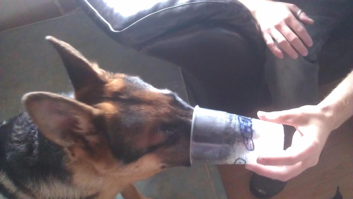 Schæferhund Elverhøj Karouso (Joey) - mmm slusicsé billede 17