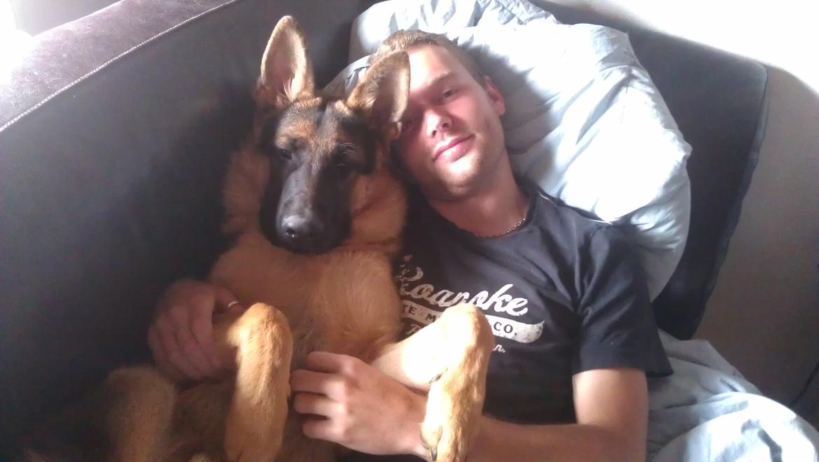 Schæferhund Elverhøj Karouso (Joey) - joey og michael billede 18