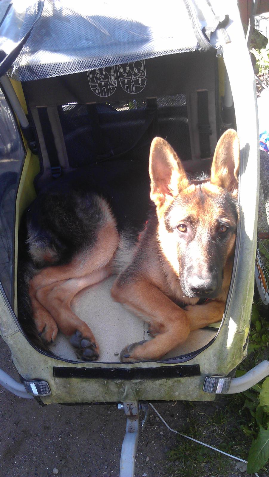 Schæferhund Elverhøj Karouso (Joey) - joey nu et halvt år billede 19