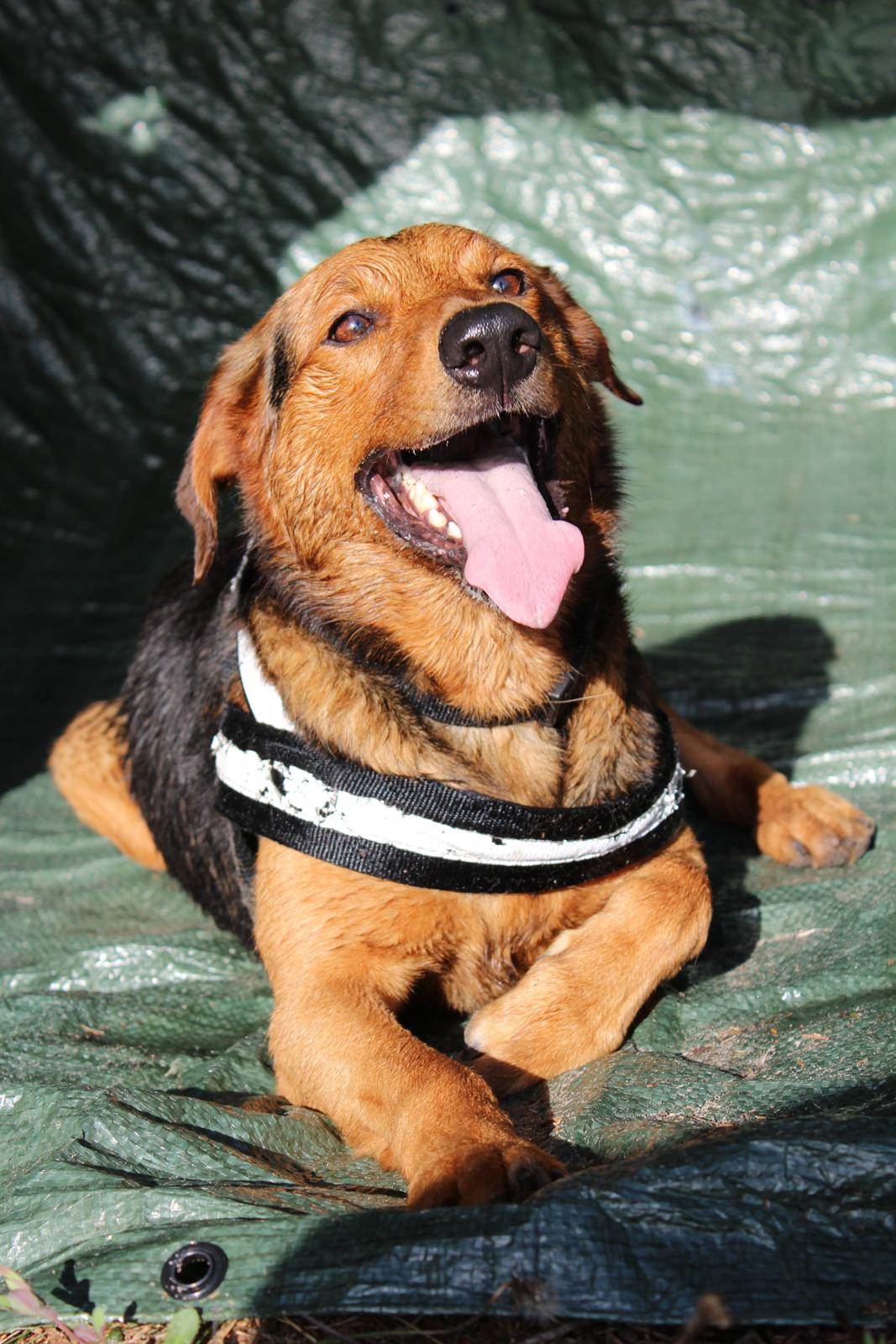 Blanding af racer | Bisse billede 3