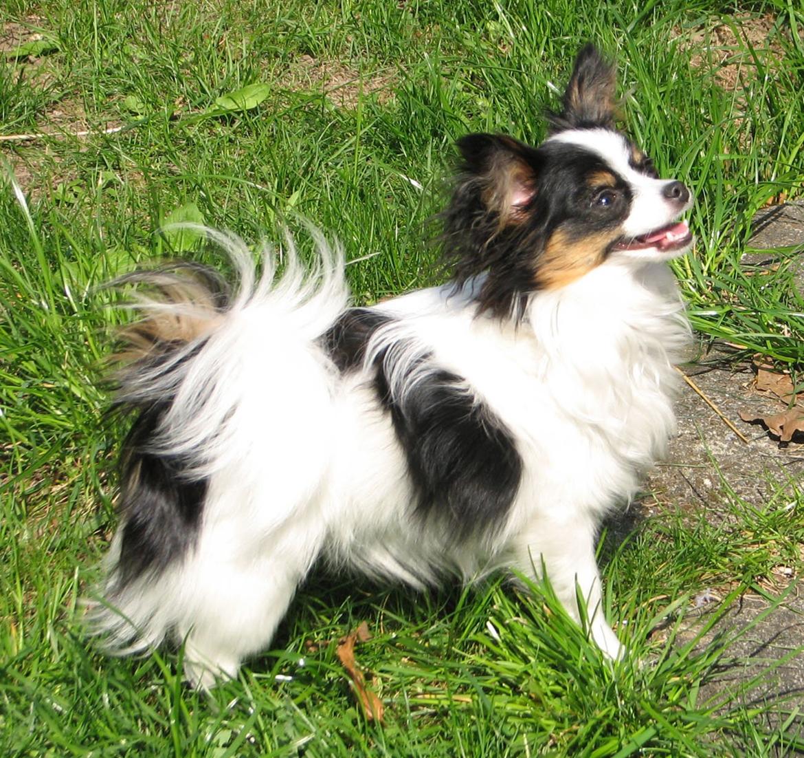 Papillon Chiantie *Prinsessen* - Velkommen til min profil, læg gerne en hilsen :-) billede 1