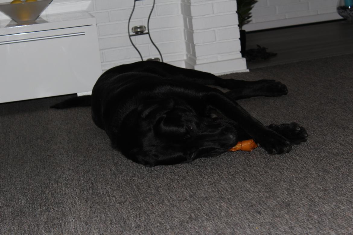 Blanding af racer | Buster billede 12