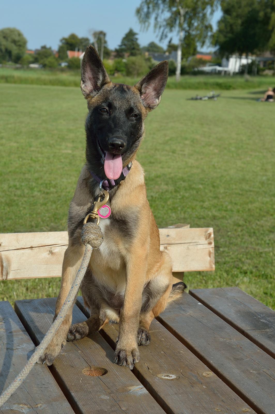 Malinois Soffi billede 16