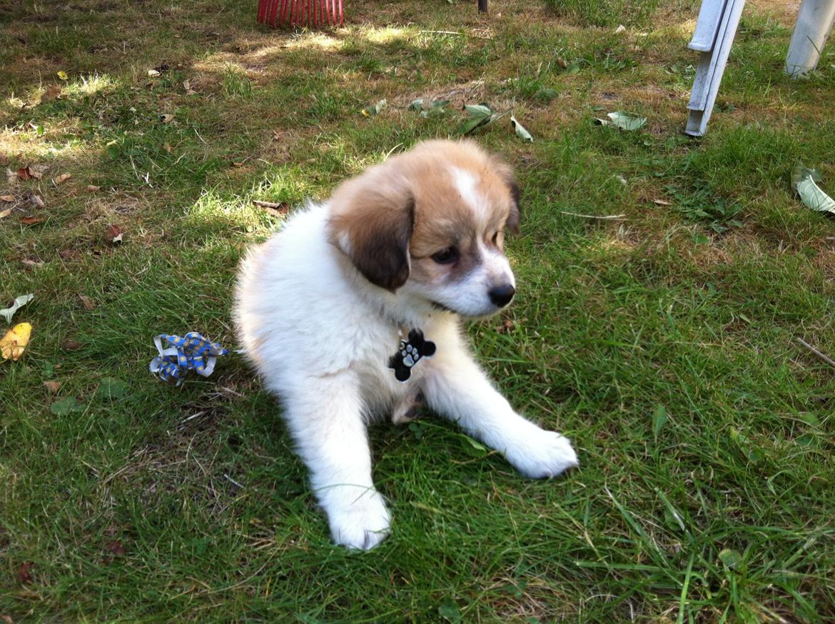 Blanding af racer Japansk spids/beagle Gaius billede 2