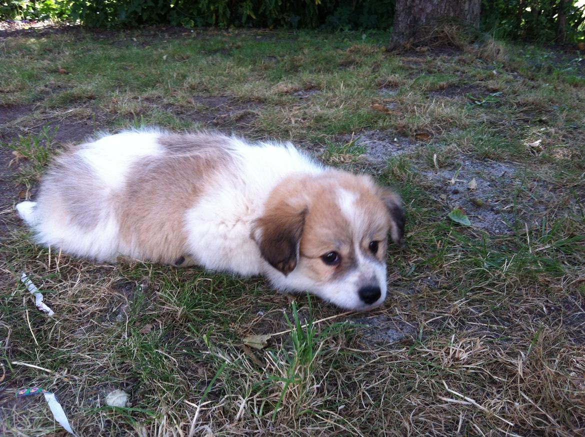 Blanding af racer Japansk spids/beagle Gaius billede 3