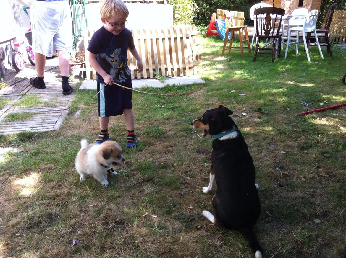 Blanding af racer Japansk spids/beagle Gaius billede 4