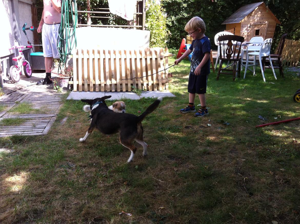 Blanding af racer Japansk spids/beagle Gaius billede 5