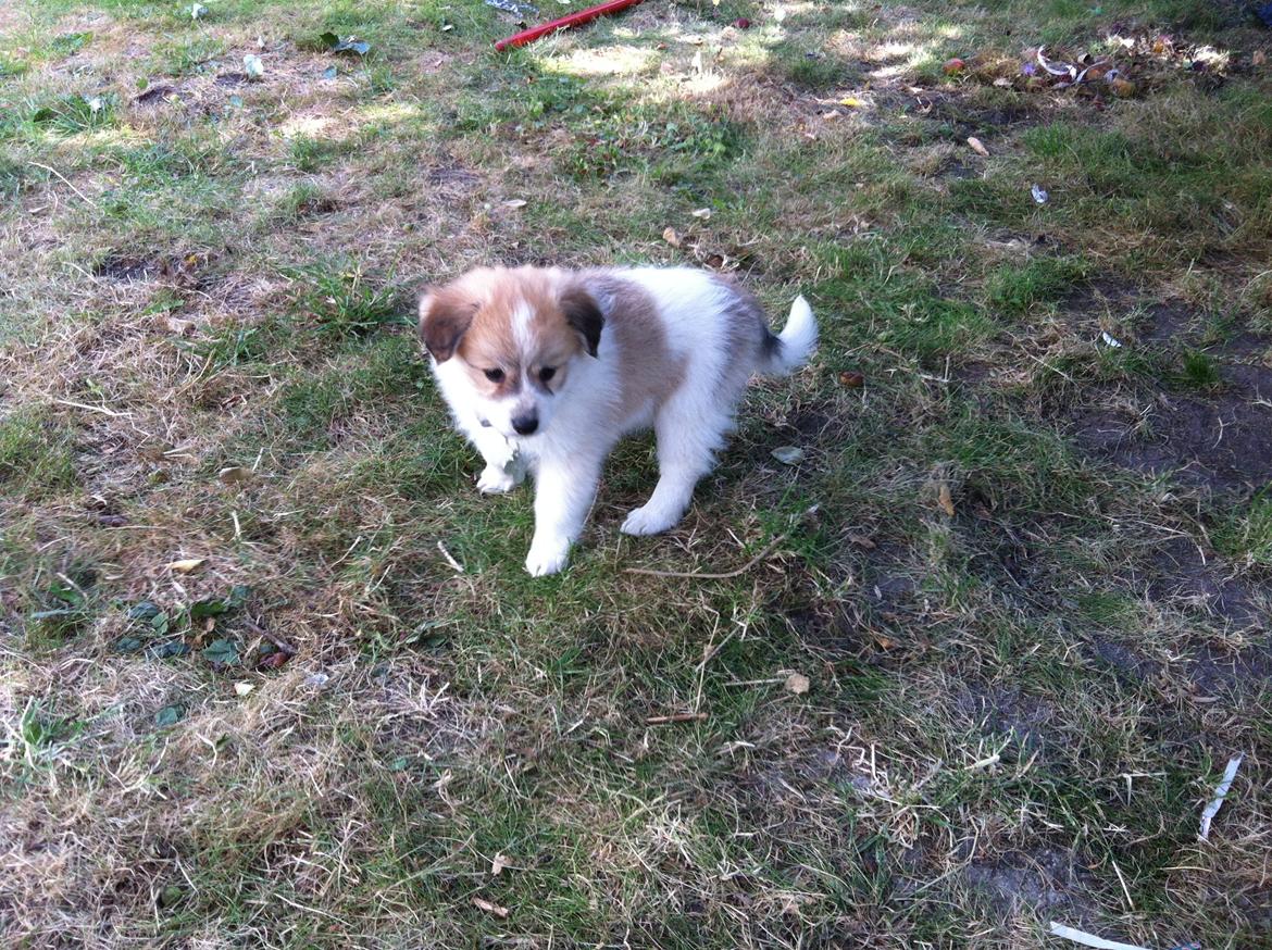 Blanding af racer Japansk spids/beagle Gaius billede 6