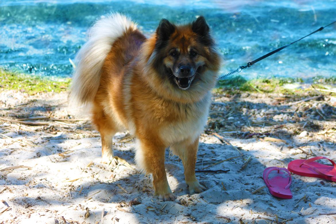 Eurasier Vænget's Call Me Lucky - Sommer 2012 billede 7