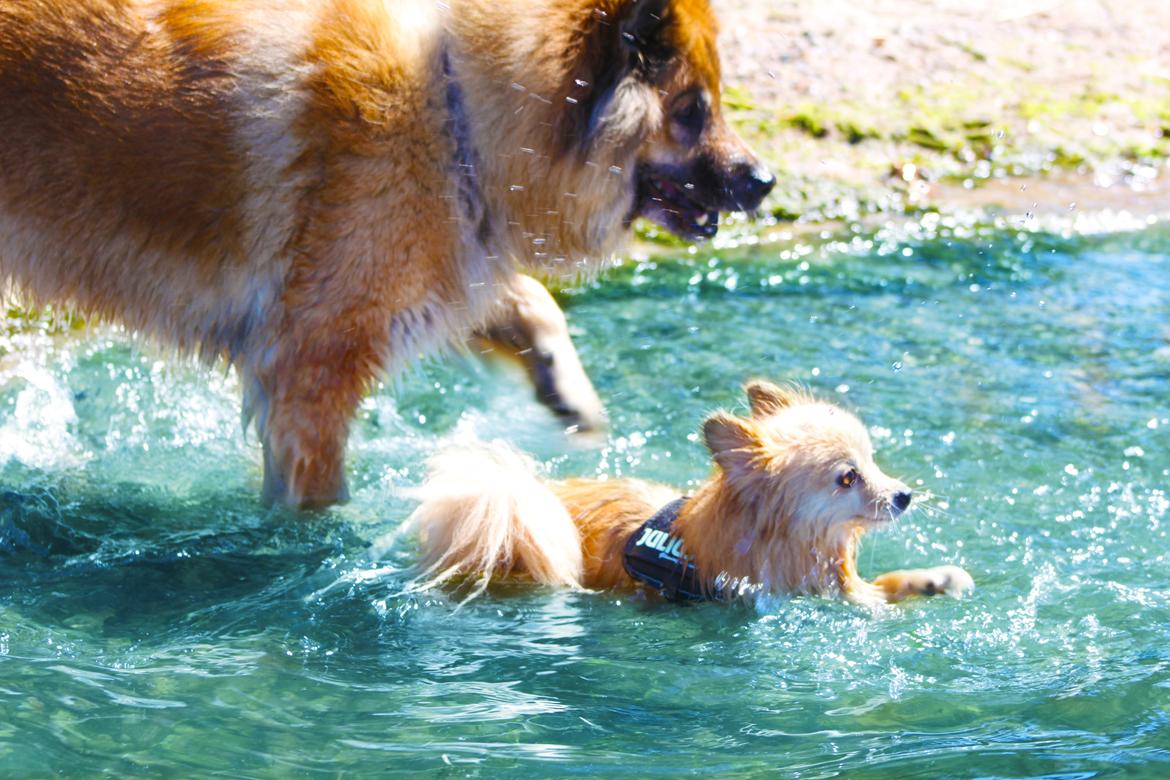 Eurasier Vænget's Call Me Lucky - Lucky & Baby på stranden (:  billede 4
