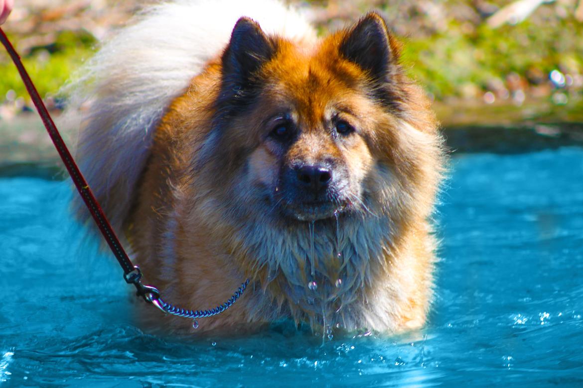 Eurasier Vænget's Call Me Lucky - Sommer 2012 billede 3